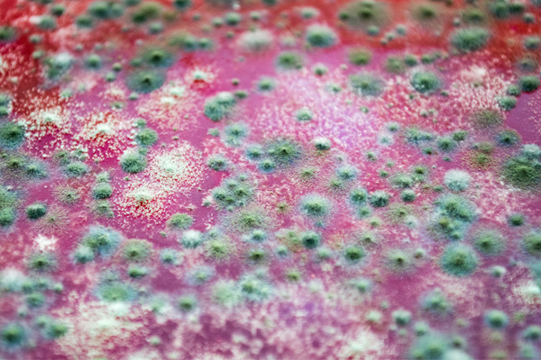 pink and green fungus