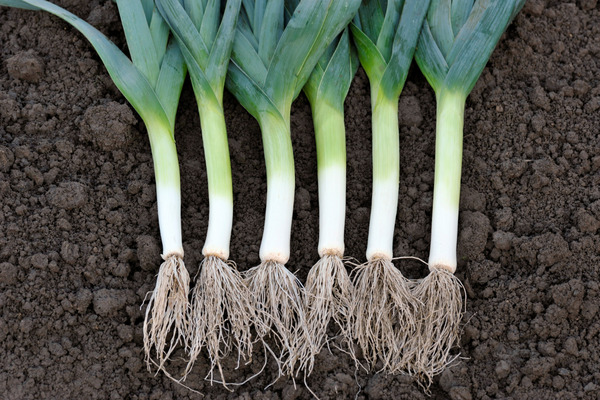 growing leeks