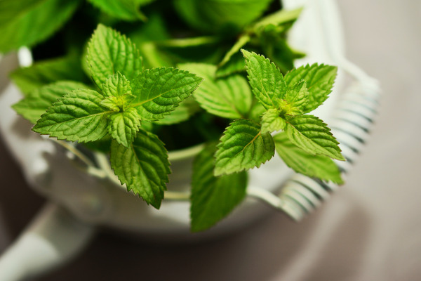 some mint plants in a pot