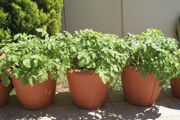 potato plants in containers