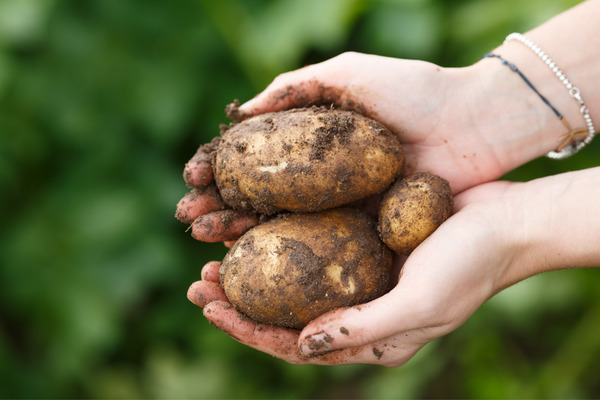 a handful of potatoes
