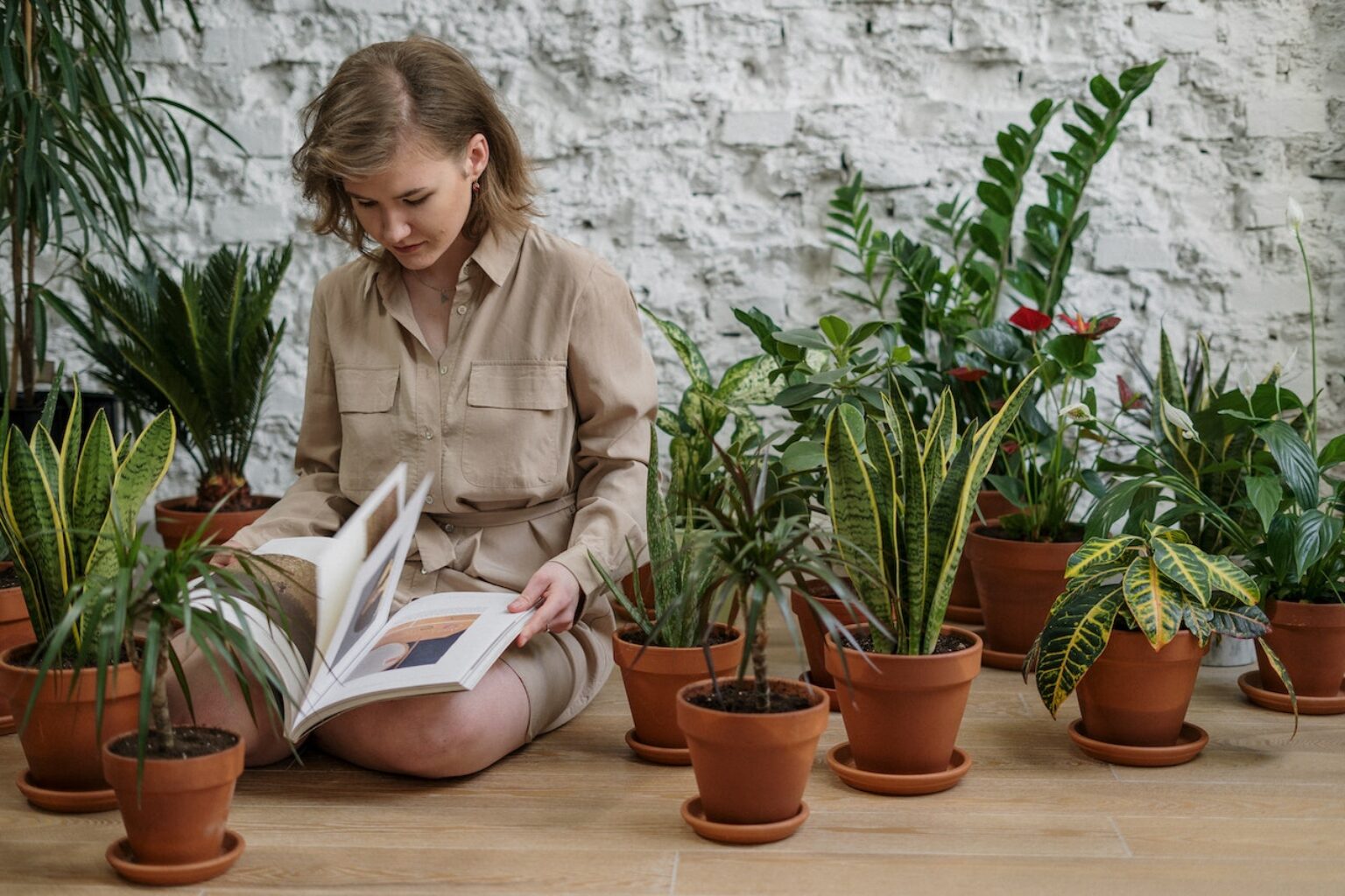 10 Indoor Plants That Release Oxygen At Night TopBackyards   Indoor Plants That Release Oxygen 1536x1024 