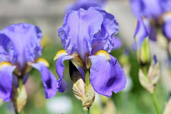 iris winter flower
