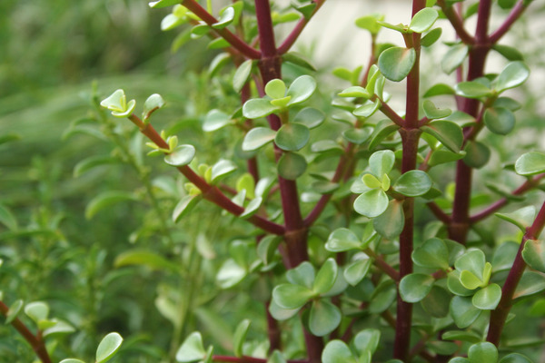 a jade plant