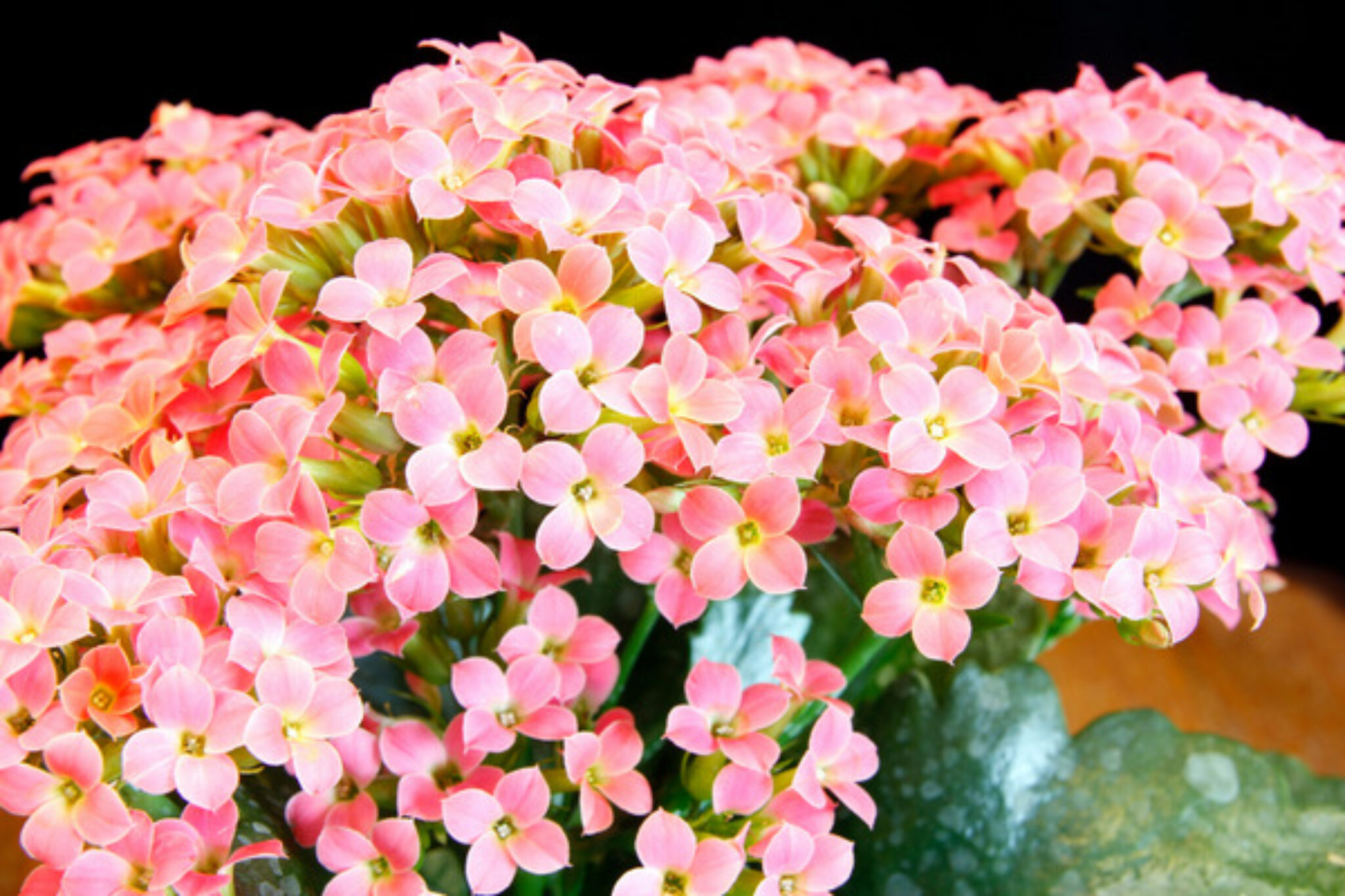 12 Houseplants That are Toxic for Dogs TopBackyards