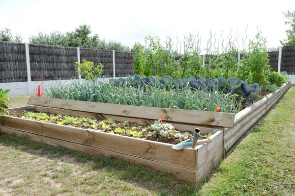 kitchen garden