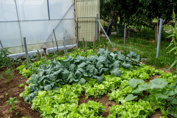 kitchen vs vegetable garden