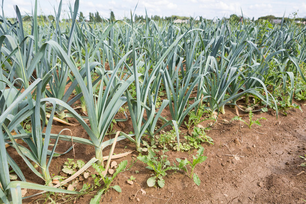 leeks in soil