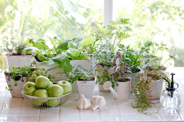 little plants in containers