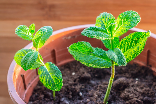 growing mint in pots