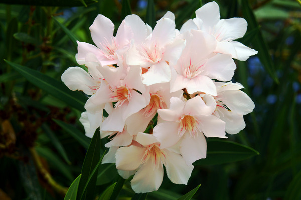 oleander plant