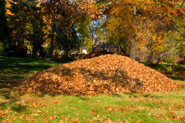 piles of leaves