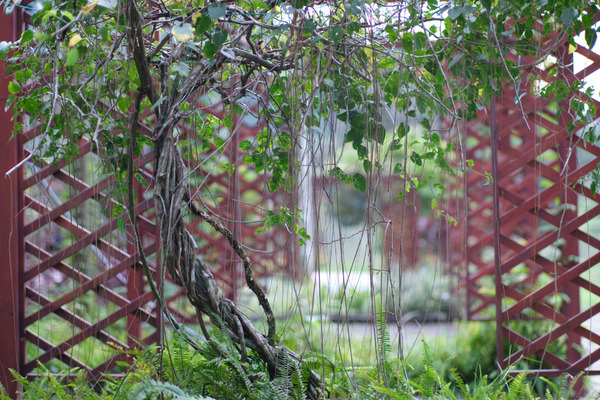 plants growing on trellises