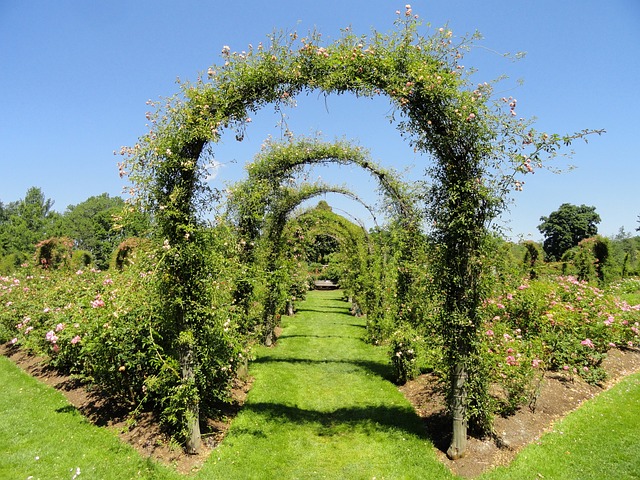 plants on arches