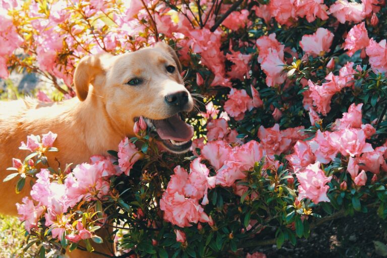 12 Houseplants That are Toxic for Dogs TopBackyards