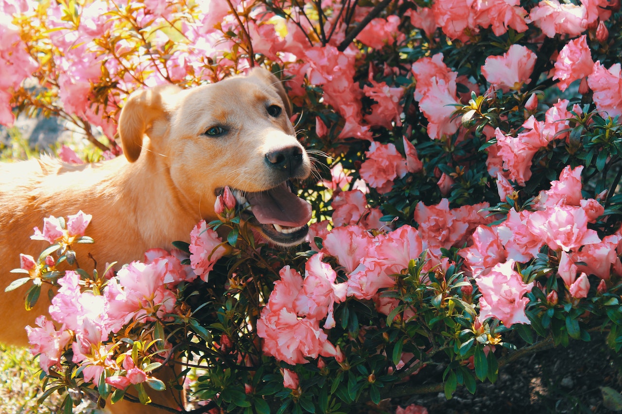 plants that are toxic to dogs