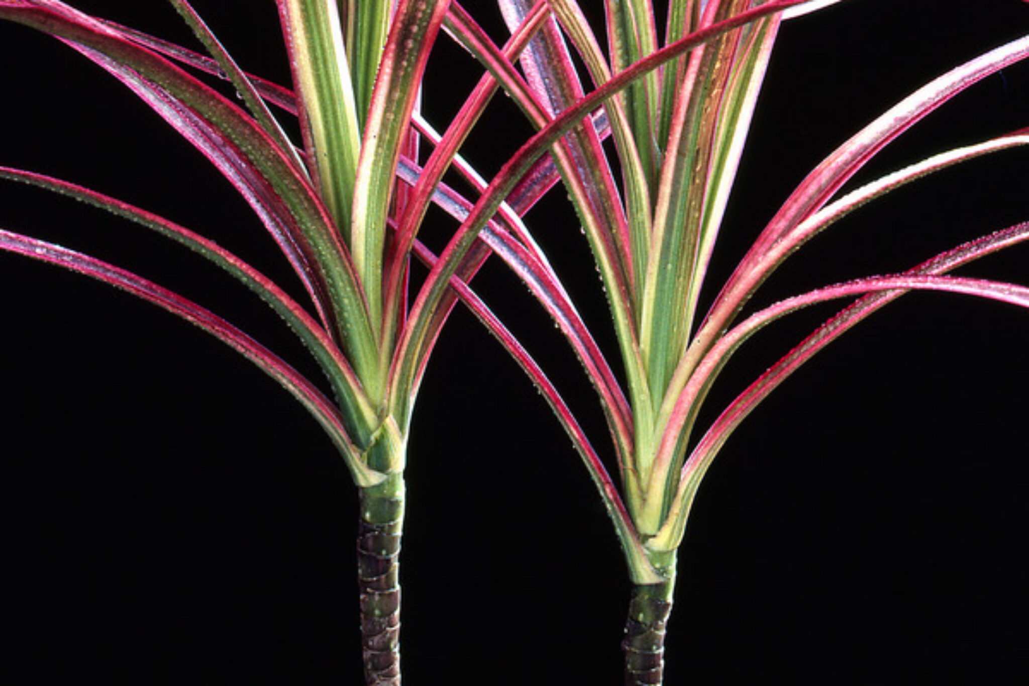 Top 10 Plants That Remove Mold from Your Home TopBackyards