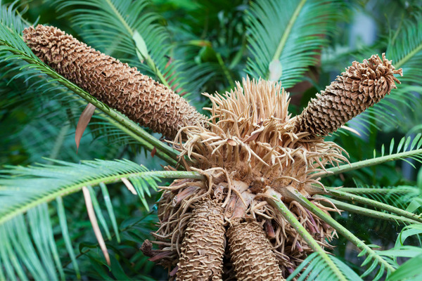 a sago palm