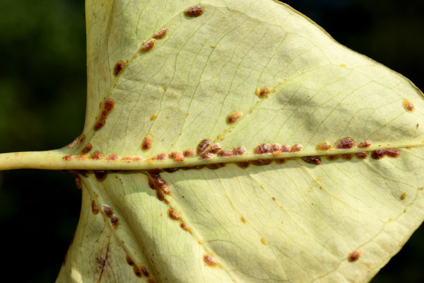 scale insects on a bay leaf