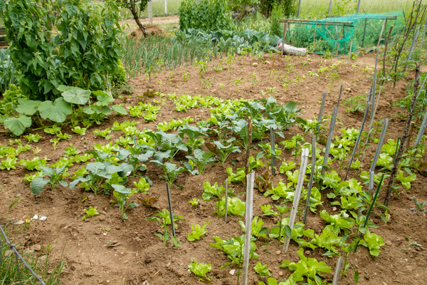 small outdoor garden