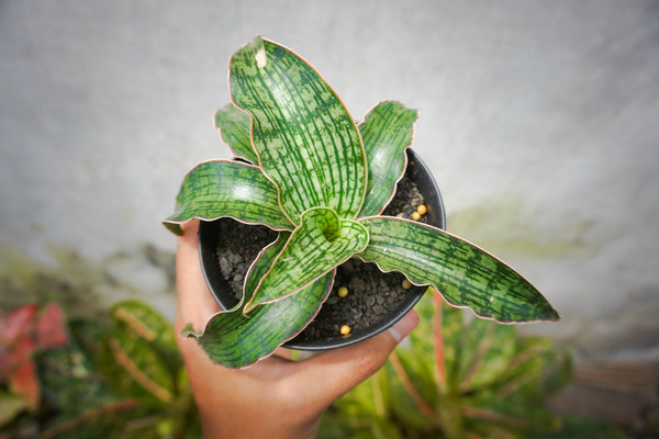 snake plant