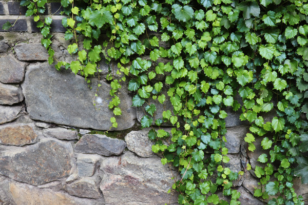 sweetheart ivy on a wall