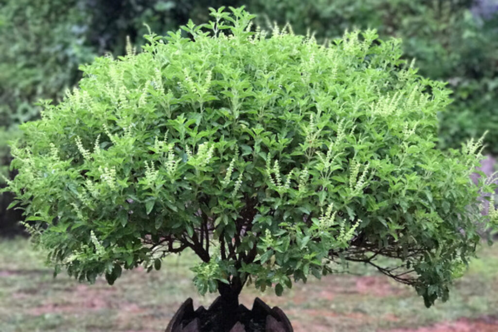 10 Indoor Plants That Release Oxygen at Night TopBackyards