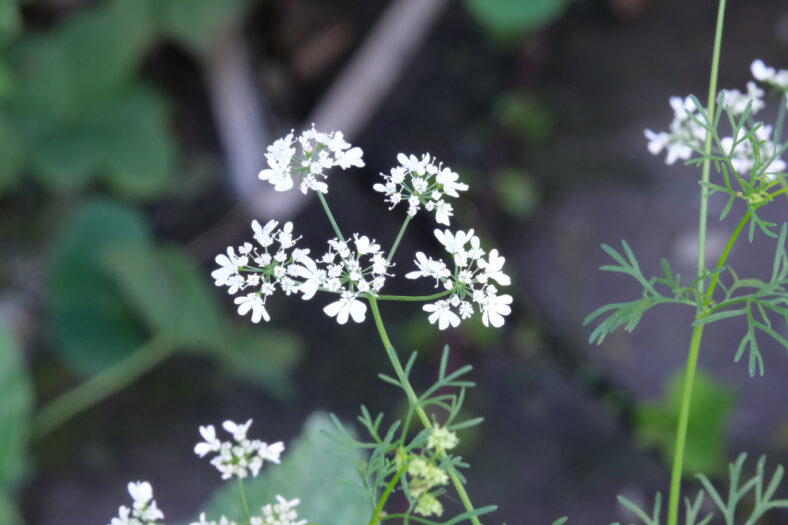 Why is My Coriander Bolting? And How to Prevent It TopBackyards