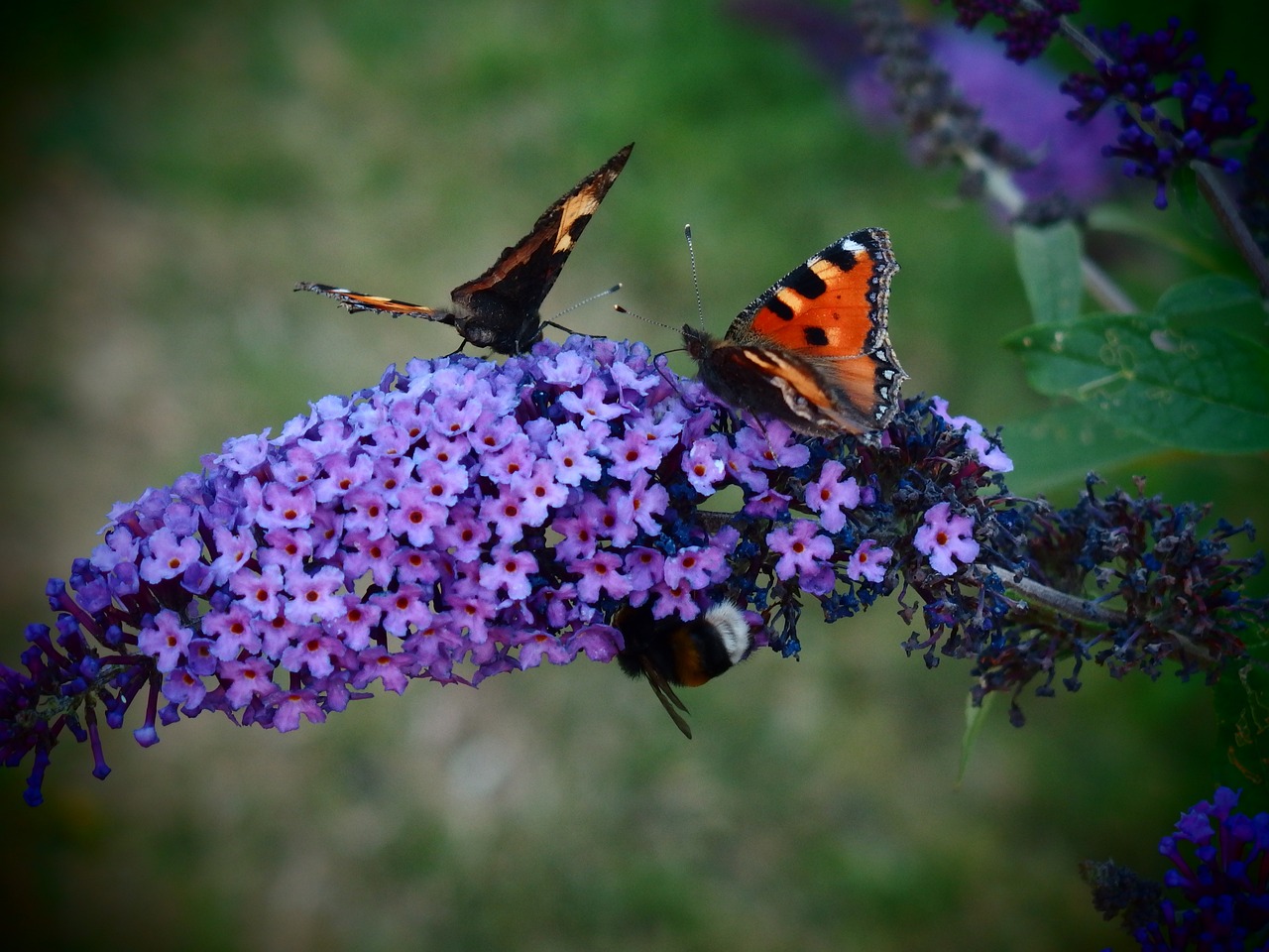 butterfly bushes