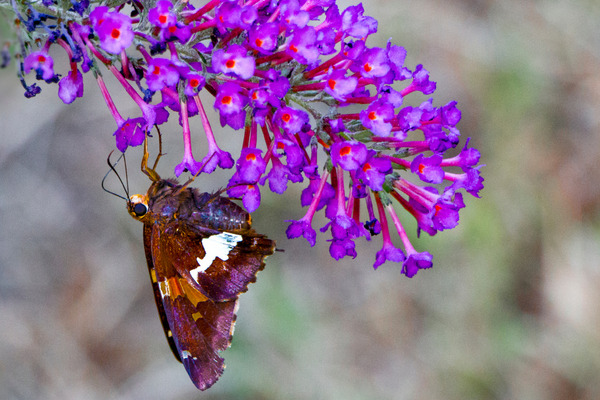 a pretty butterfly bush