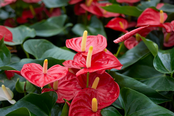 red anthuriums