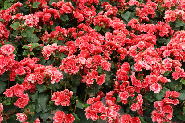 red begonias