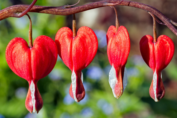 bleeding hearts