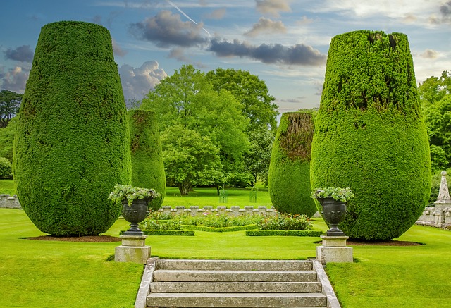 boxwood hedge