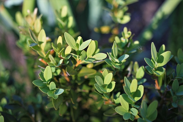 boxwood plants