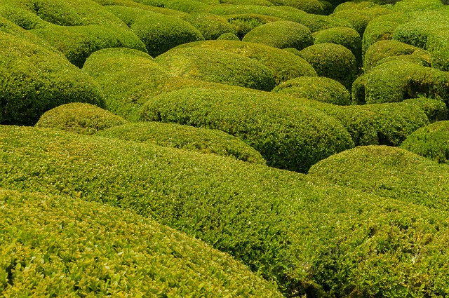 boxwood shrubs