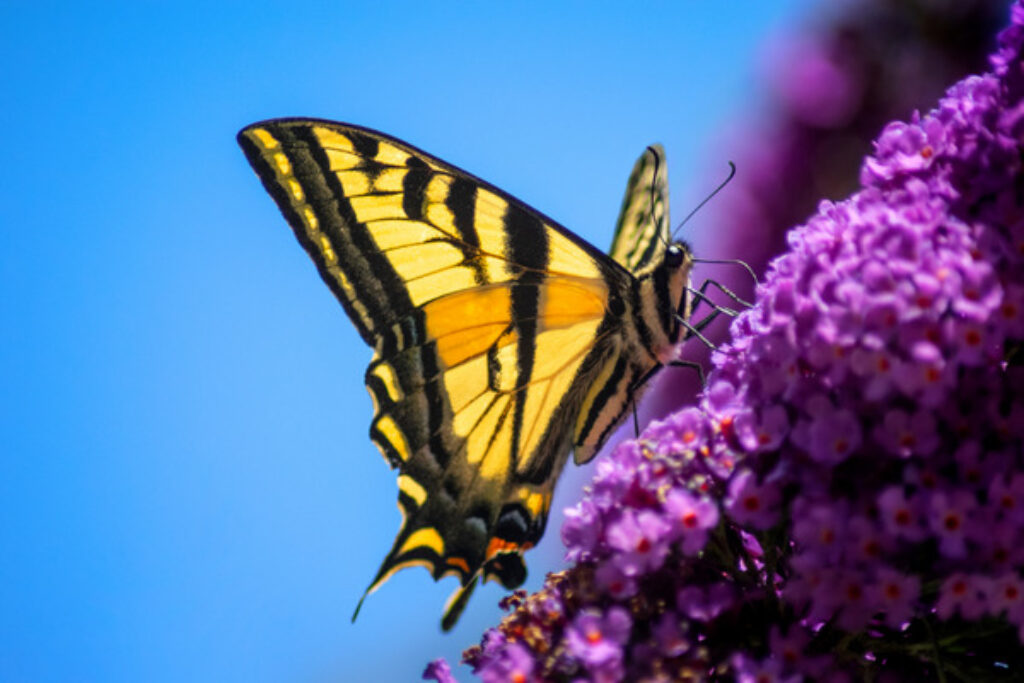Are Butterfly Bushes Bad? TopBackyards
