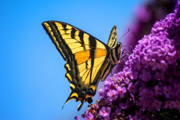 a yellow butterfly on a purple butterfly bush