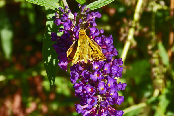 a butterfly bush