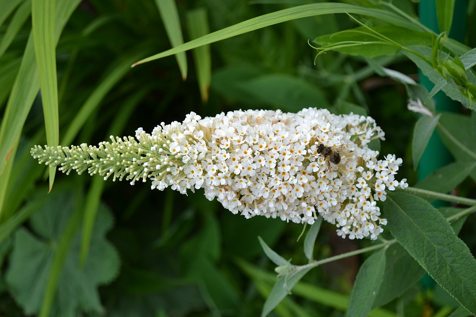 white butterfly bushes