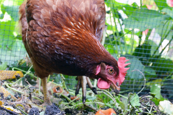 chicken eating scraps