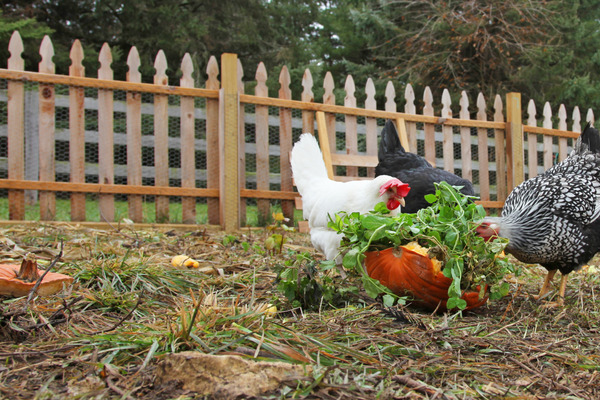 chickens eating insects