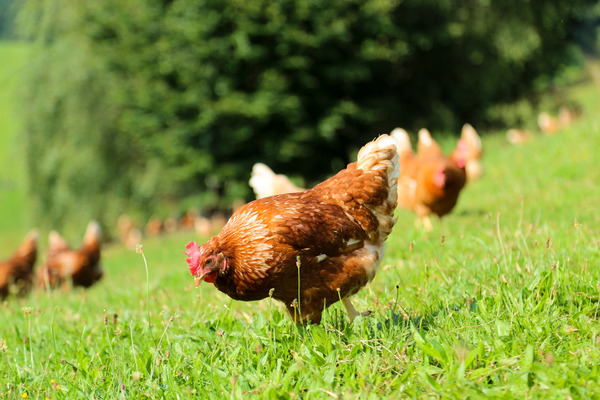 chickens on the grass