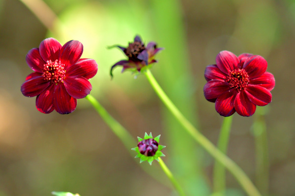 chocolate cosmos