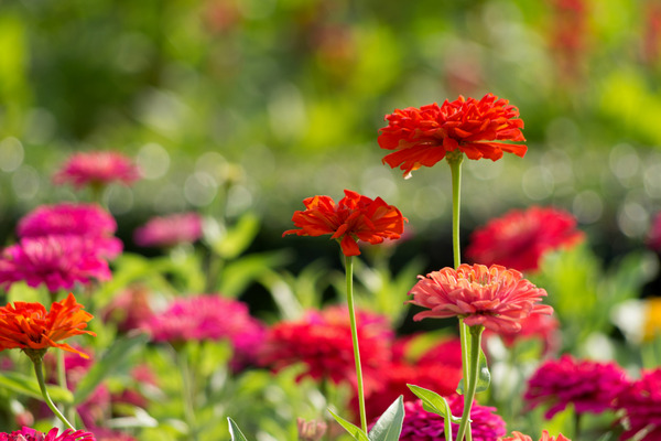 chrysanthemum flowers