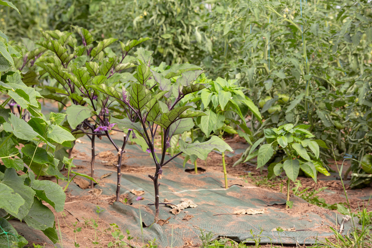 various plants planted together