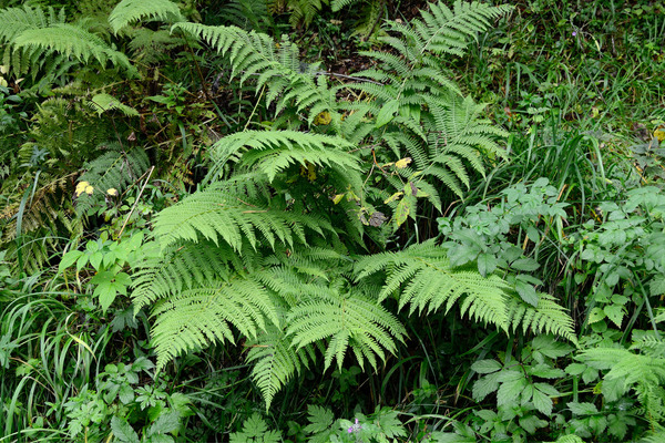 dark green ferns