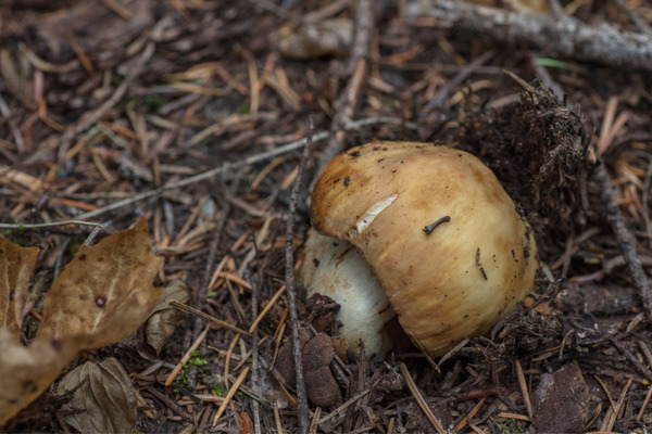 death cap mushrooms 