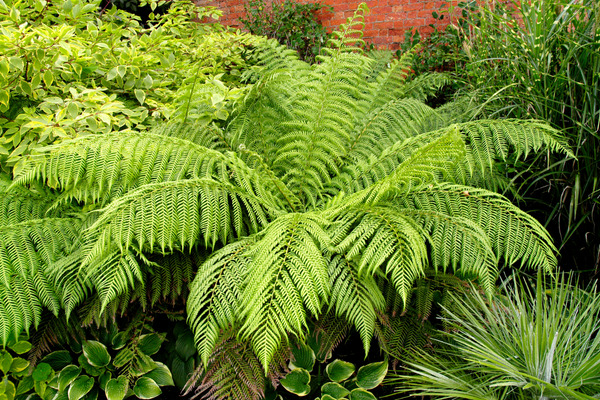 ferns