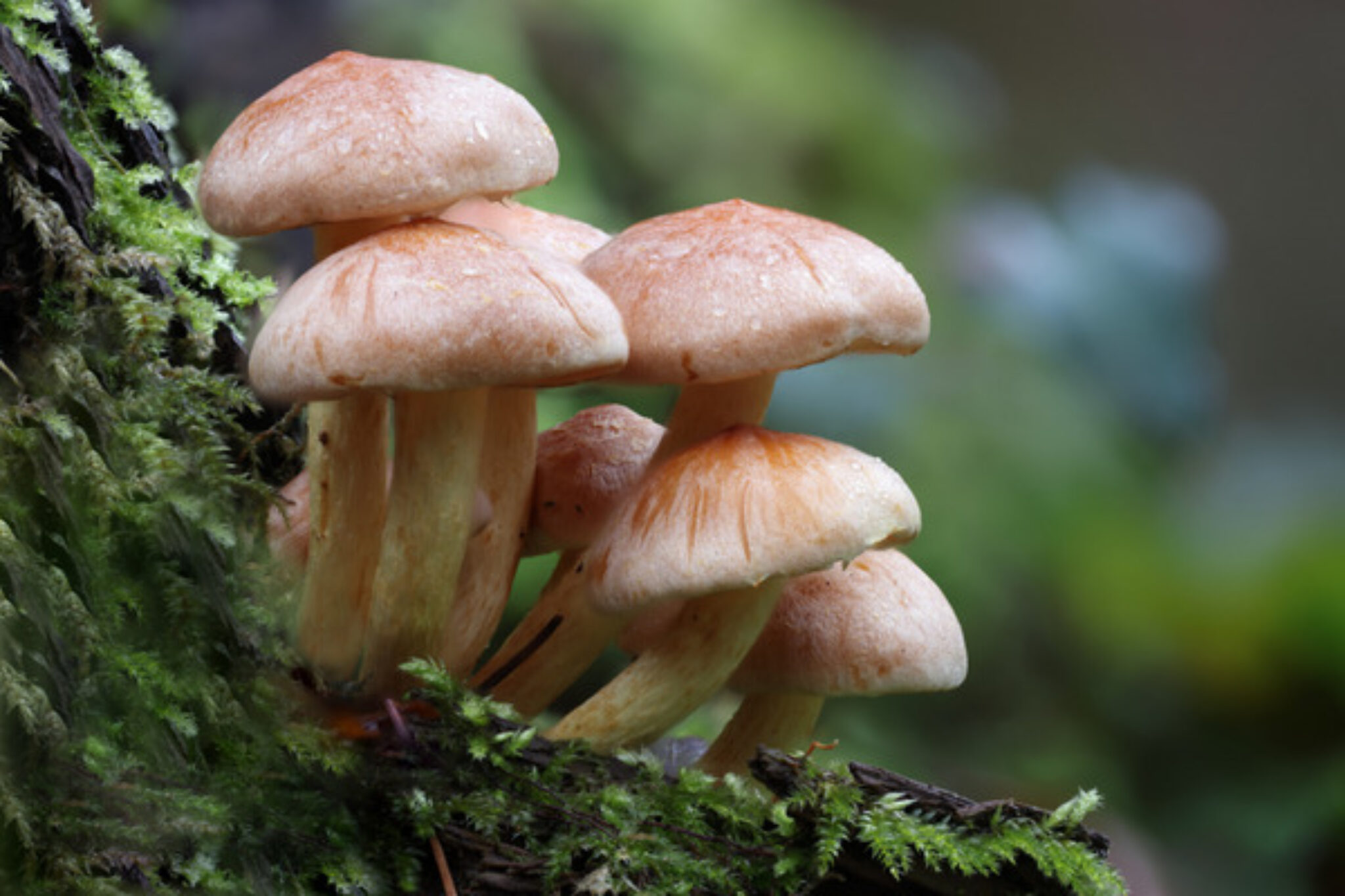 Top 8 Poisonous Mushrooms to Avoid TopBackyards